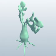 Rutabaga växt v1 3d model