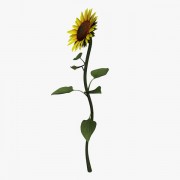  Sunflower v1  3d model