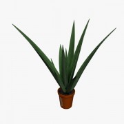  Aloe Plant v1  3d model