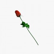 Rose Bush v1  3d model