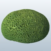 Brain Coral v1 modelo 3d