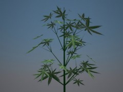 cannabis plant 3d model