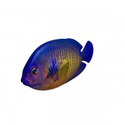 Coral Beauty Angelfish v1 modelo 3d