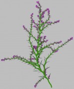 flower 14 3d model