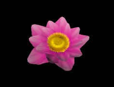 water lily flower 3d model