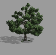 Tree_alan-2 3d model