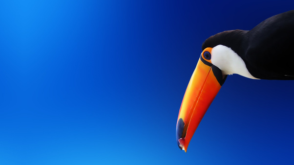 Toucan Bird Wallpaper