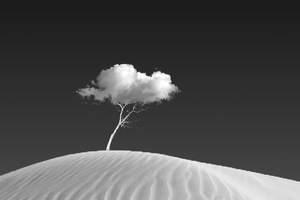 Cloud On Tree (320x240) Resolution Wallpaper