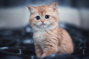 Cute Kitten 4k (1360x768) Resolution Wallpaper