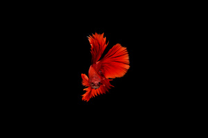 Betta Fish (1360x768) Resolution Wallpaper