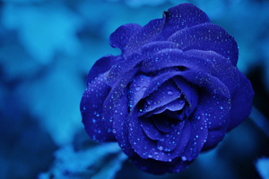 Blue Rose 4k (1600x900) Resolution Wallpaper