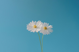 Blue Sky And Flower (1600x900) Resolution Wallpaper