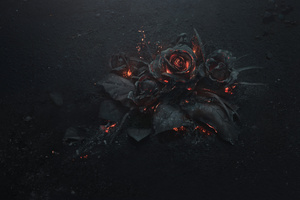 Burning Roses 5k (1600x900) Resolution Wallpaper