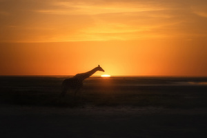 Giraffe Evening Hour (1360x768) Resolution Wallpaper