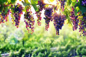 Grape 8k (1600x900) Resolution Wallpaper