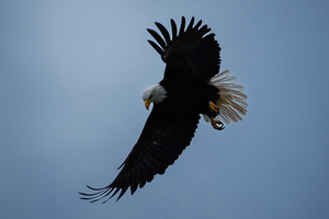 Eagle In The Sky (2560x1700) Resolution Wallpaper