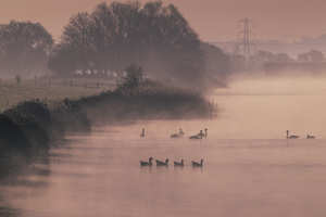 Early Morning Ducks (2560x1440) Resolution Wallpaper