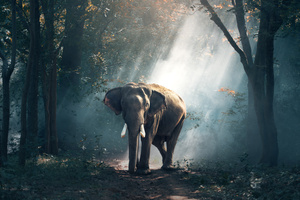 Elephant (1360x768) Resolution Wallpaper