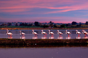 Flamingo March (2560x1700) Resolution Wallpaper