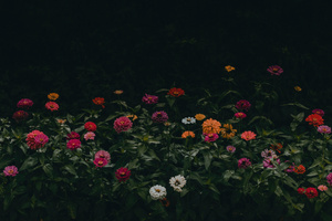 Flowers 5k Wallpaper