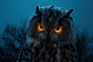 Owl Glowing Eyes (1360x768) Resolution Wallpaper