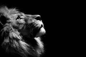 Lion Black And White (1360x768) Resolution Wallpaper