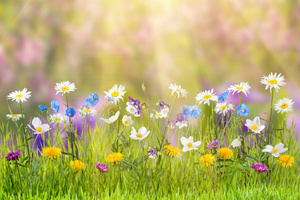 Spring (1600x900) Resolution Wallpaper