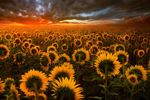 Sunflower Field (1600x900) Resolution Wallpaper