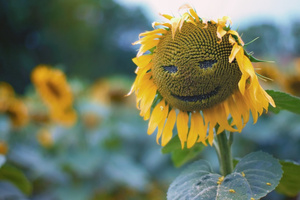 Sunflower Smiley Wallpaper