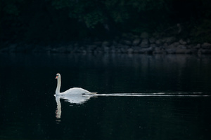 Swan Bird (5120x2880) Resolution Wallpaper