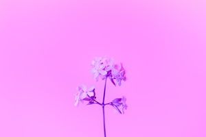 Purple Flower 5k Wallpaper