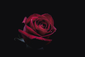 Rose Oled 8k (1600x900) Resolution Wallpaper