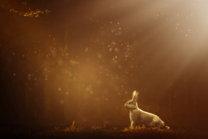 Rabbit 12k (7680x4320) Resolution Wallpaper