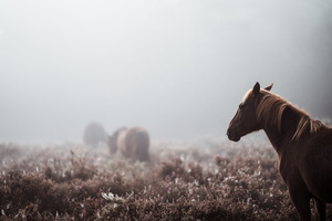 Wild Horse 8k (7680x4320) Resolution Wallpaper