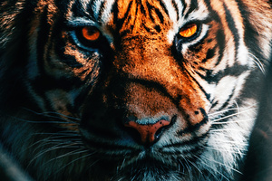 Tiger Close Up (1360x768) Resolution Wallpaper