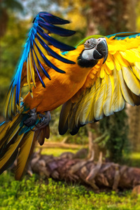 Macaw Parrot 5k (360x640) Resolution Wallpaper