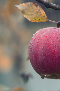 Apple On A Tree Branch (240x320) Resolution Wallpaper