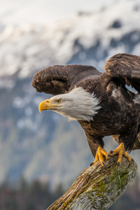 Bald Eagle 4k (360x640) Resolution Wallpaper