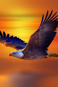 Bald Eagle (360x640) Resolution Wallpaper