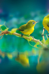 Beautiful Birds (360x640) Resolution Wallpaper