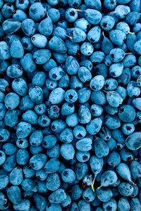 Blueberries (240x320) Resolution Wallpaper