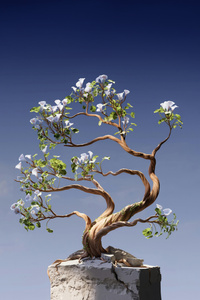 Bonsai Tree (1440x2960) Resolution Wallpaper