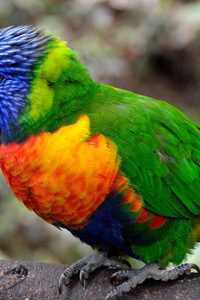 Colorful Parrot Bird (360x640) Resolution Wallpaper