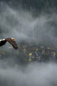 Eagle Cosmic Flight (360x640) Resolution Wallpaper