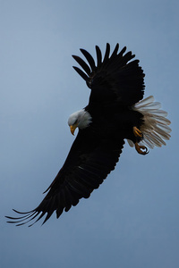 Eagle In The Sky (360x640) Resolution Wallpaper