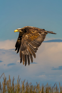 Eagle Predator Flight (360x640) Resolution Wallpaper