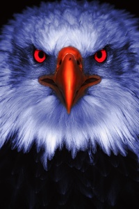 Eagle Raptor Eyes 8k (360x640) Resolution Wallpaper