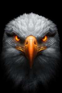 Eagle Red Glowing Eyes (360x640) Resolution Wallpaper