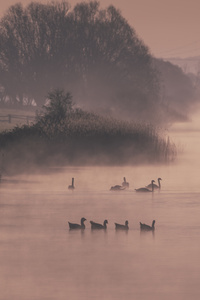 Early Morning Ducks (640x1136) Resolution Wallpaper