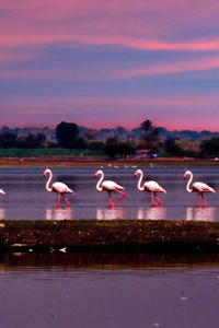 Flamingo March (360x640) Resolution Wallpaper